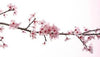 Plum Blossom & Collagen Facial Plum Blossom & Collagen Facial