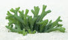 Sea Algae & Coral Facial